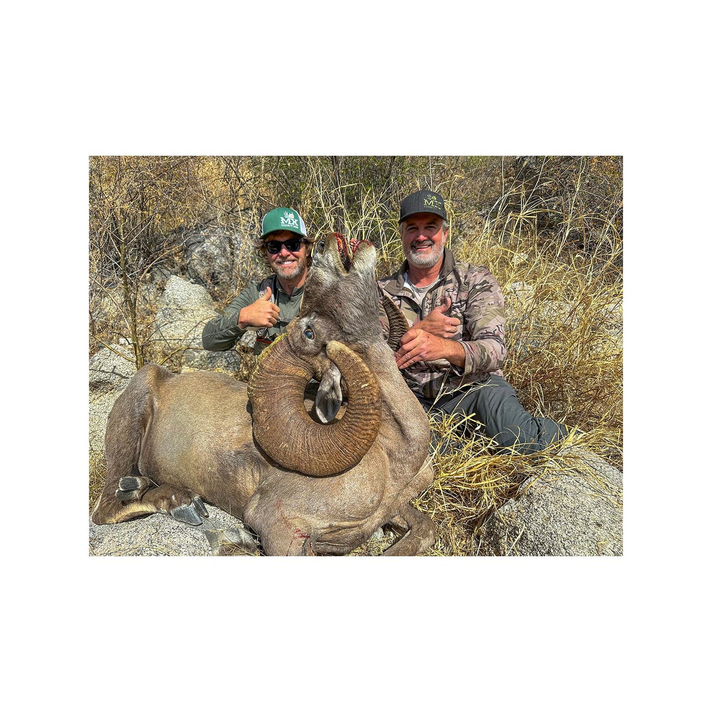 Tiburon Island Desert Sheep Hunt for 1