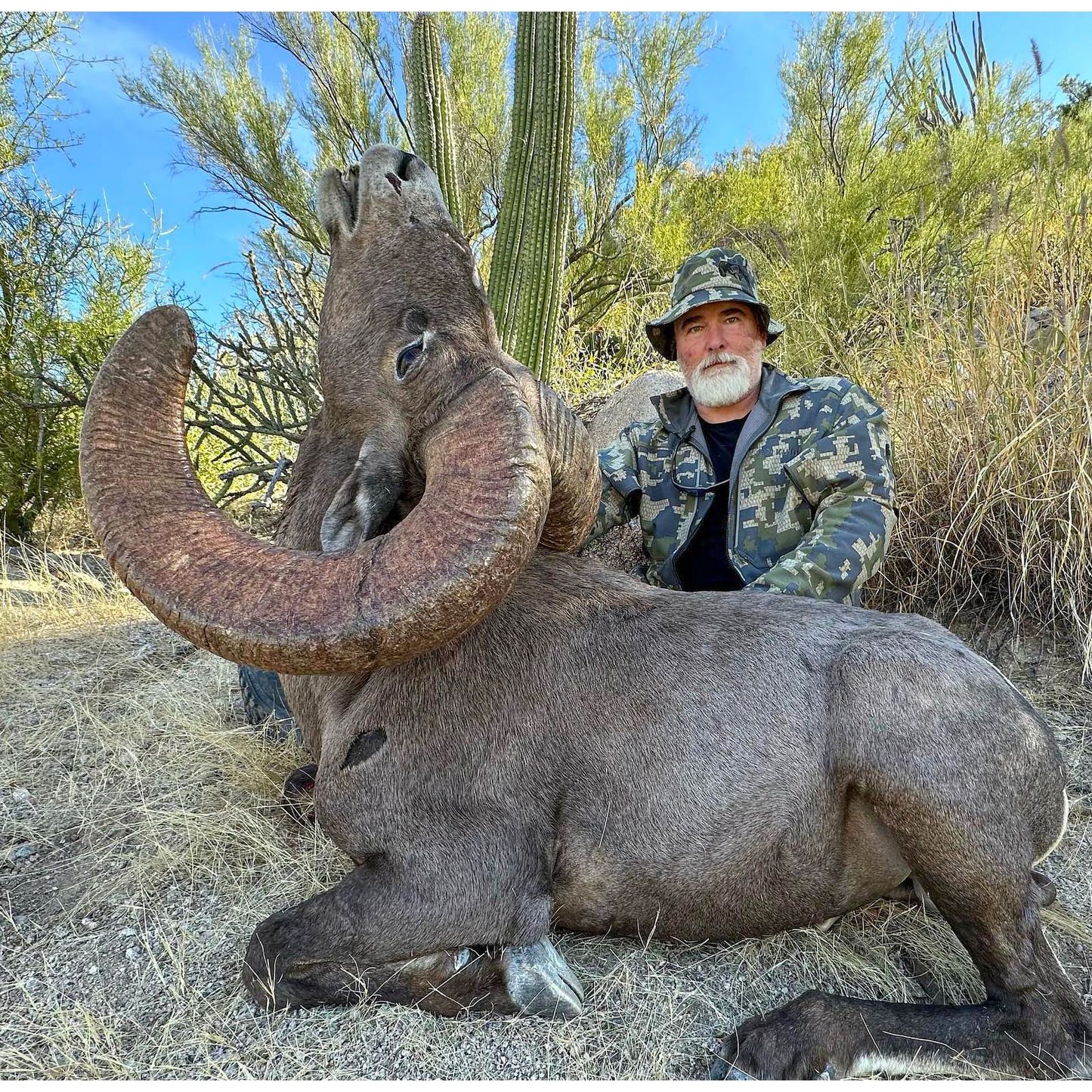 Tiburon Island Desert Sheep Hunt for 1