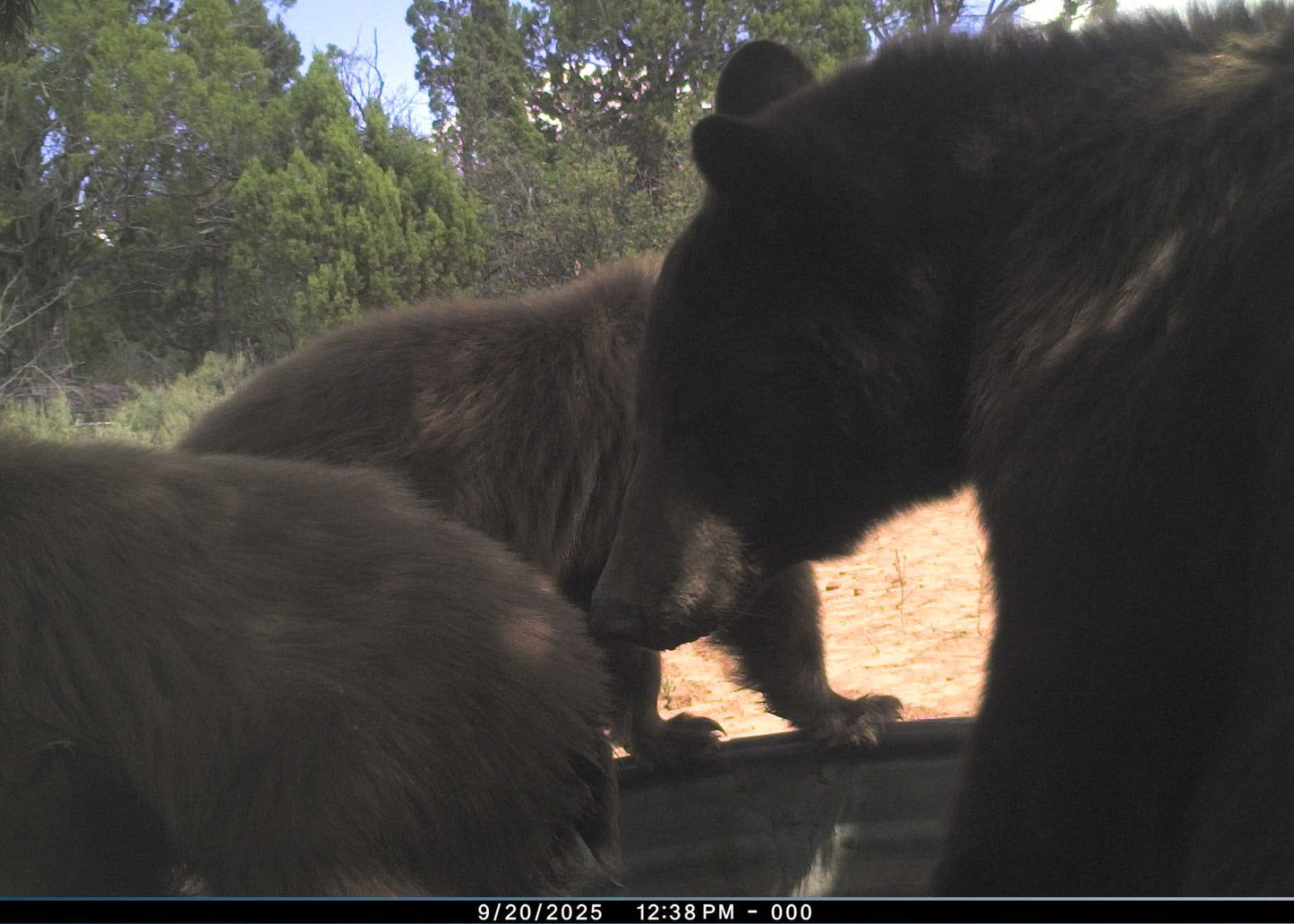 Black Bear Hunt for 2
