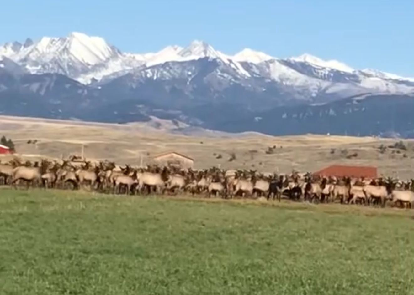 Cow Elk Hunt for 4