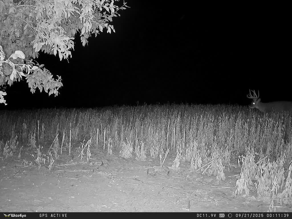 MO Whitetail Hunt for 3