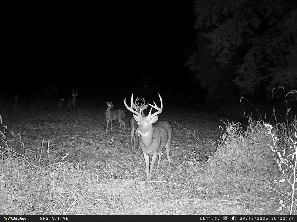 MO Whitetail Hunt for 3