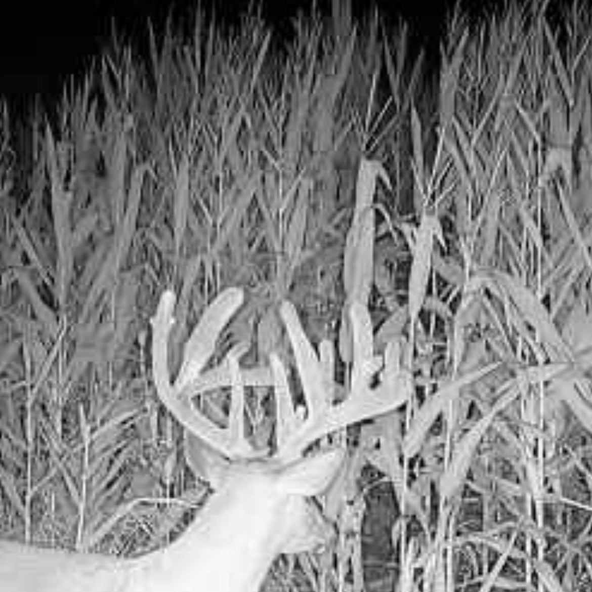 3 Whitetail Farms Missouri - For PHARMGRADE