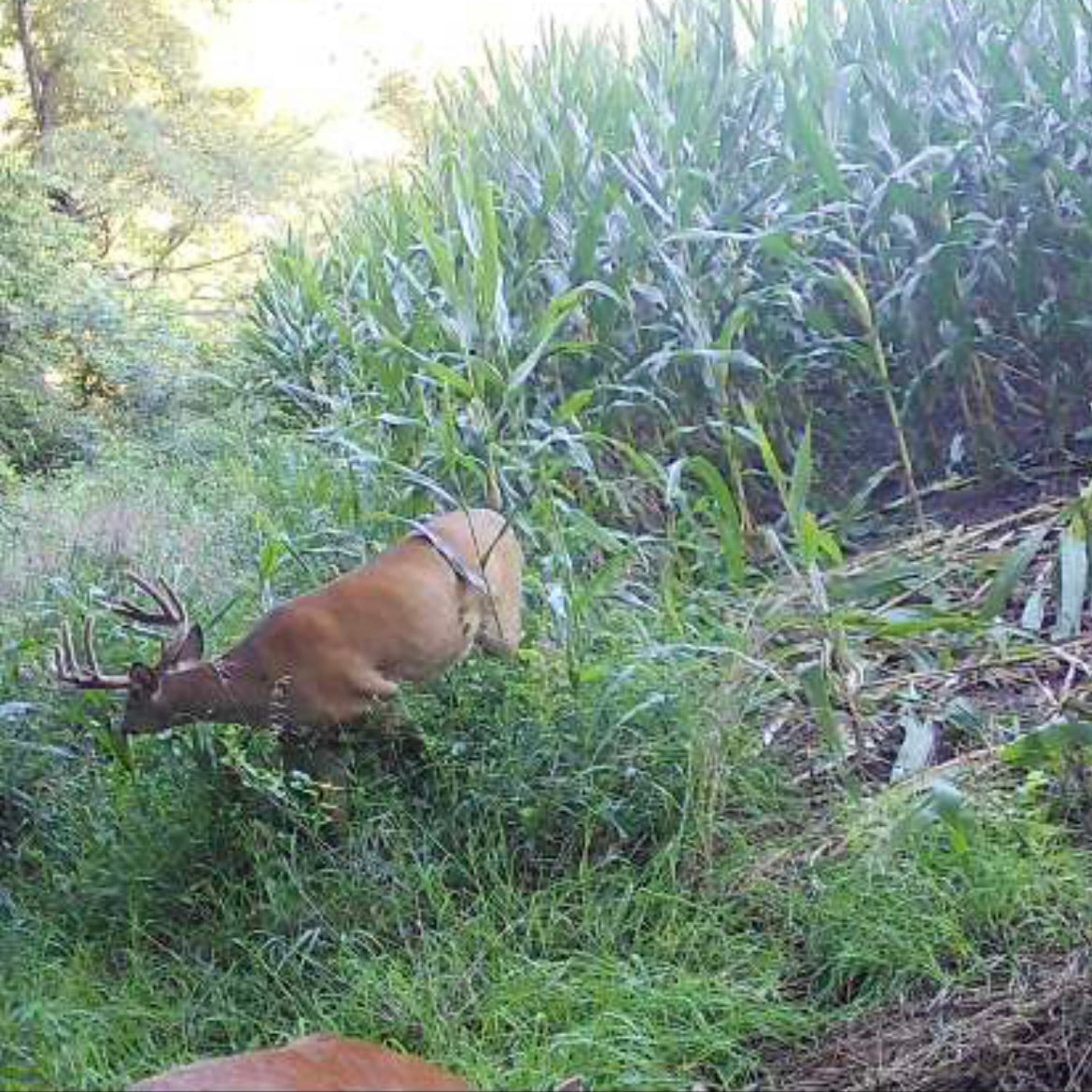 3 Whitetail Farms Missouri - For PHARMGRADE