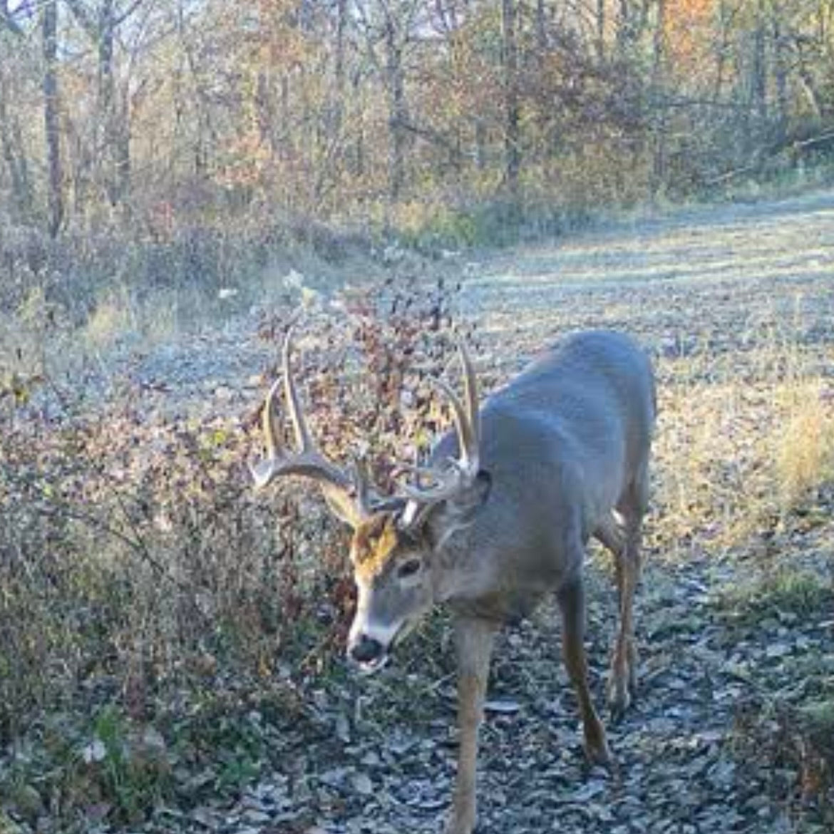 3 Whitetail Farms Missouri - For PHARMGRADE