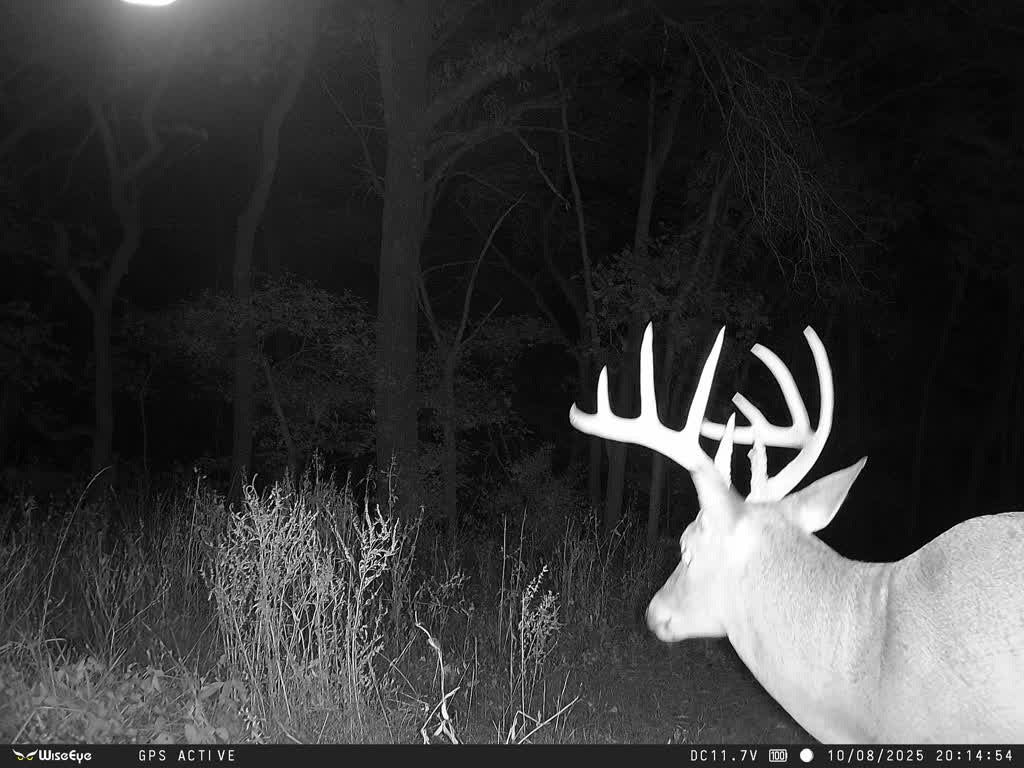 MO Whitetail Hunt for 3