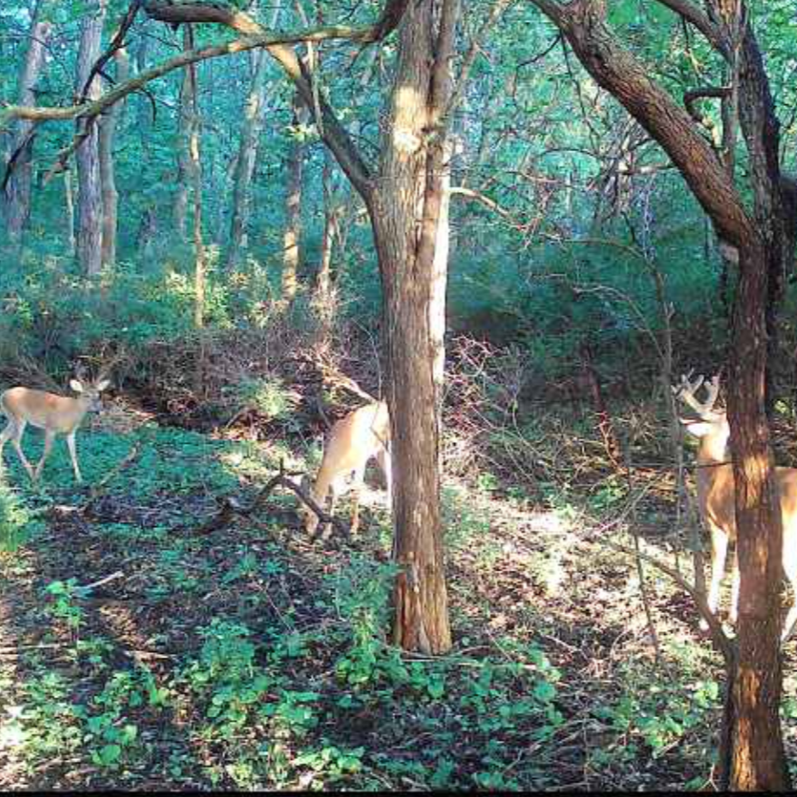 3 Whitetail Farms Missouri - For PHARMGRADE