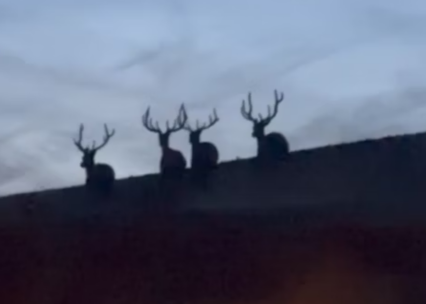 Bull Elk Hunt for 2