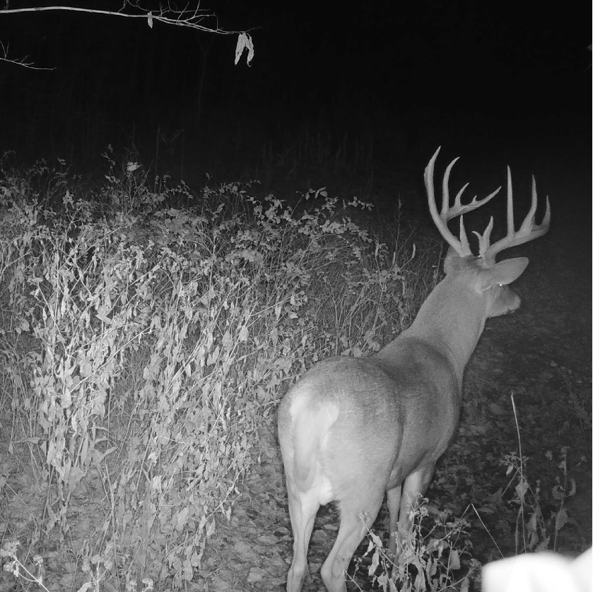 Deer with large antlers in a forest at night, captured by a trail camera.
