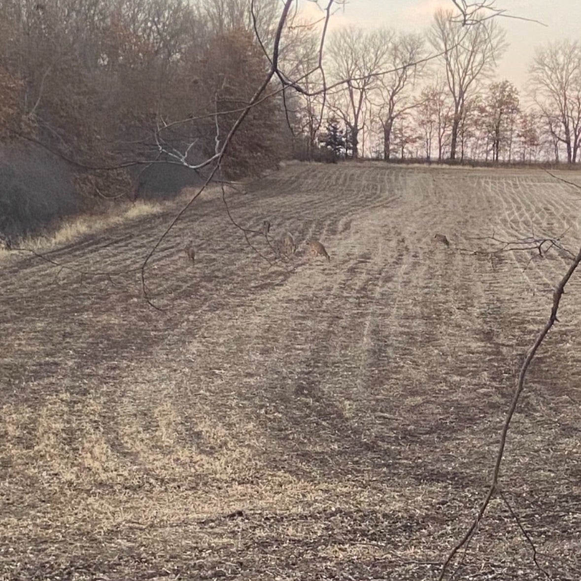 3 Whitetail Farms Missouri - For PHARMGRADE