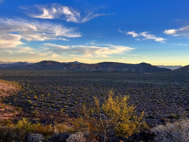 Tiburon Island Desert Sheep Hunt for 1