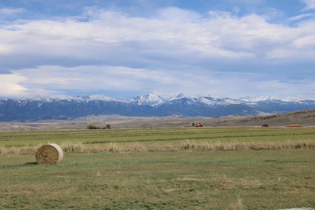 Cow Elk Hunt for 4