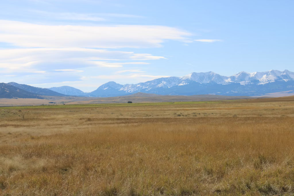 Cow Elk Hunt for 4