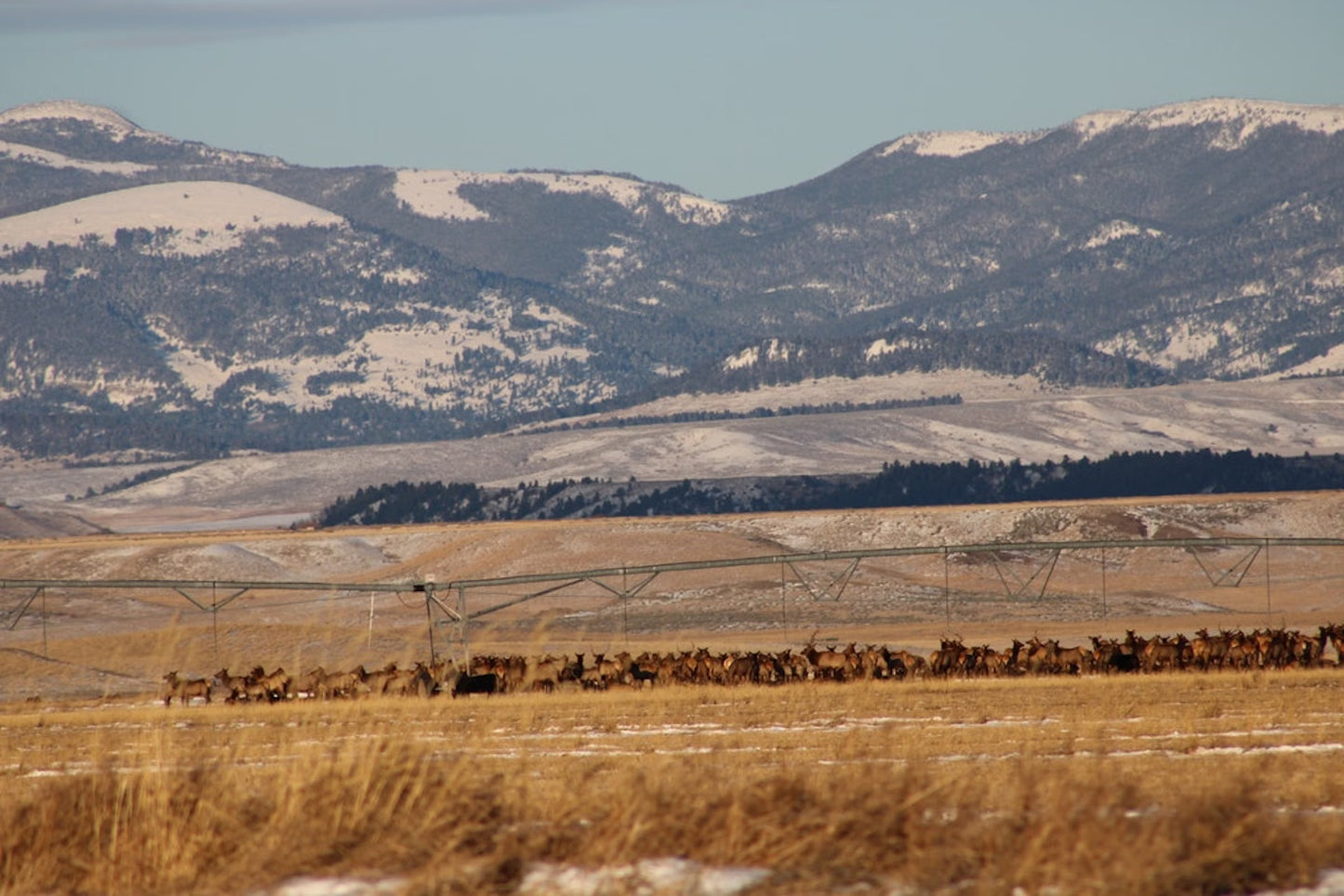 Cow Elk Hunt for 4