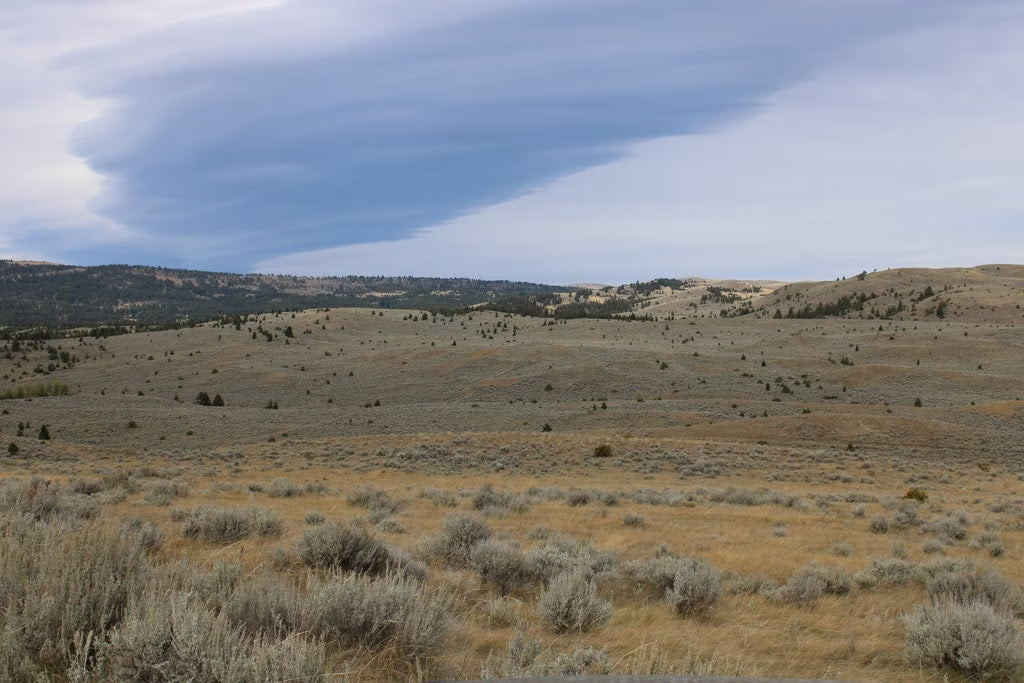 Cow Elk Hunt for 4