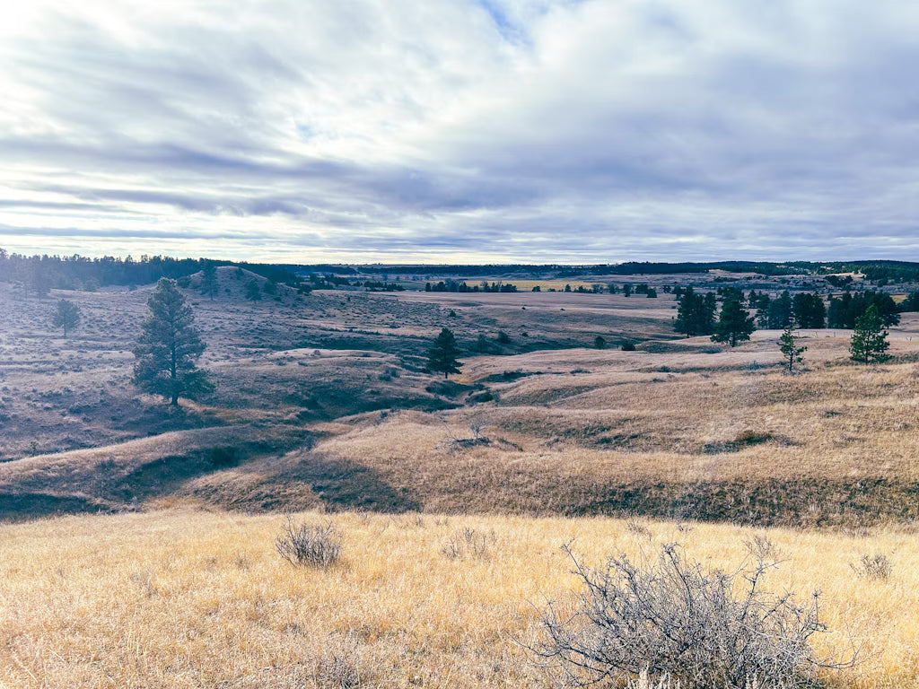 Cow Elk Hunt for 3