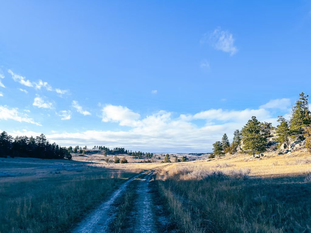Cow Elk Hunt for 3