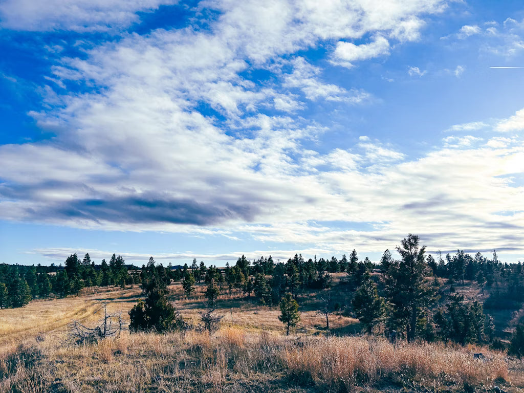 Cow Elk Hunt for 3
