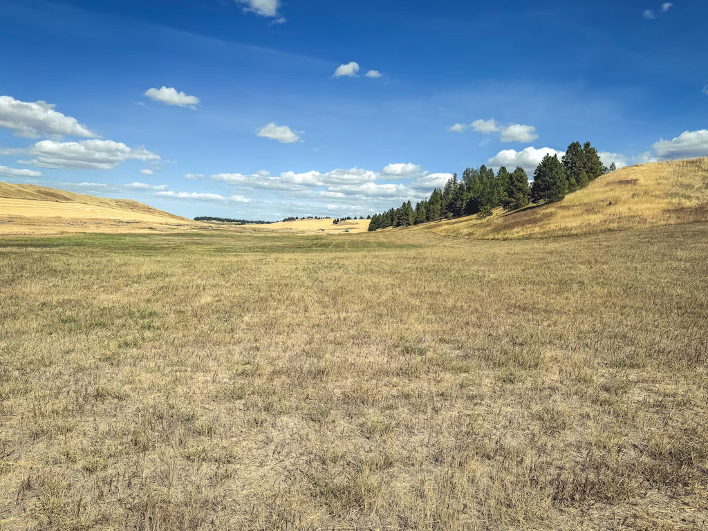 Bull Elk Hunt for 2