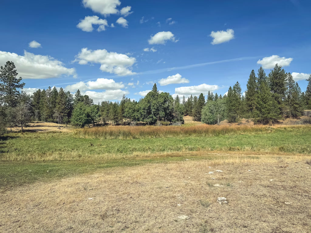 Bull Elk Hunt for 2