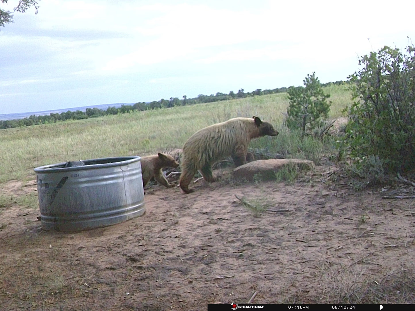 Black Bear Hunt for 2