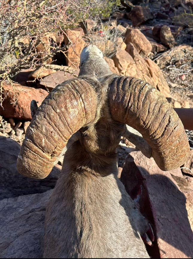 Tiburon Island Desert Sheep Hunt for 1