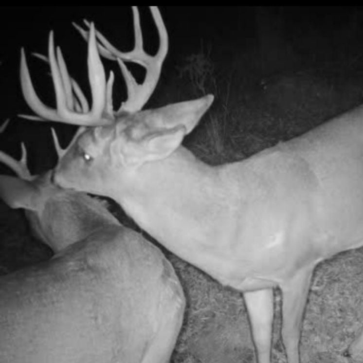 3 Whitetail Farms Missouri - For PHARMGRADE