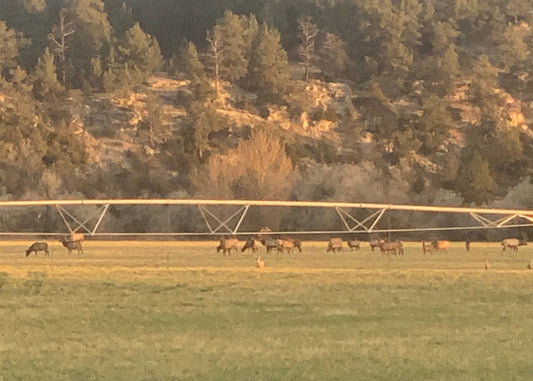 Cow Elk Hunt for 3