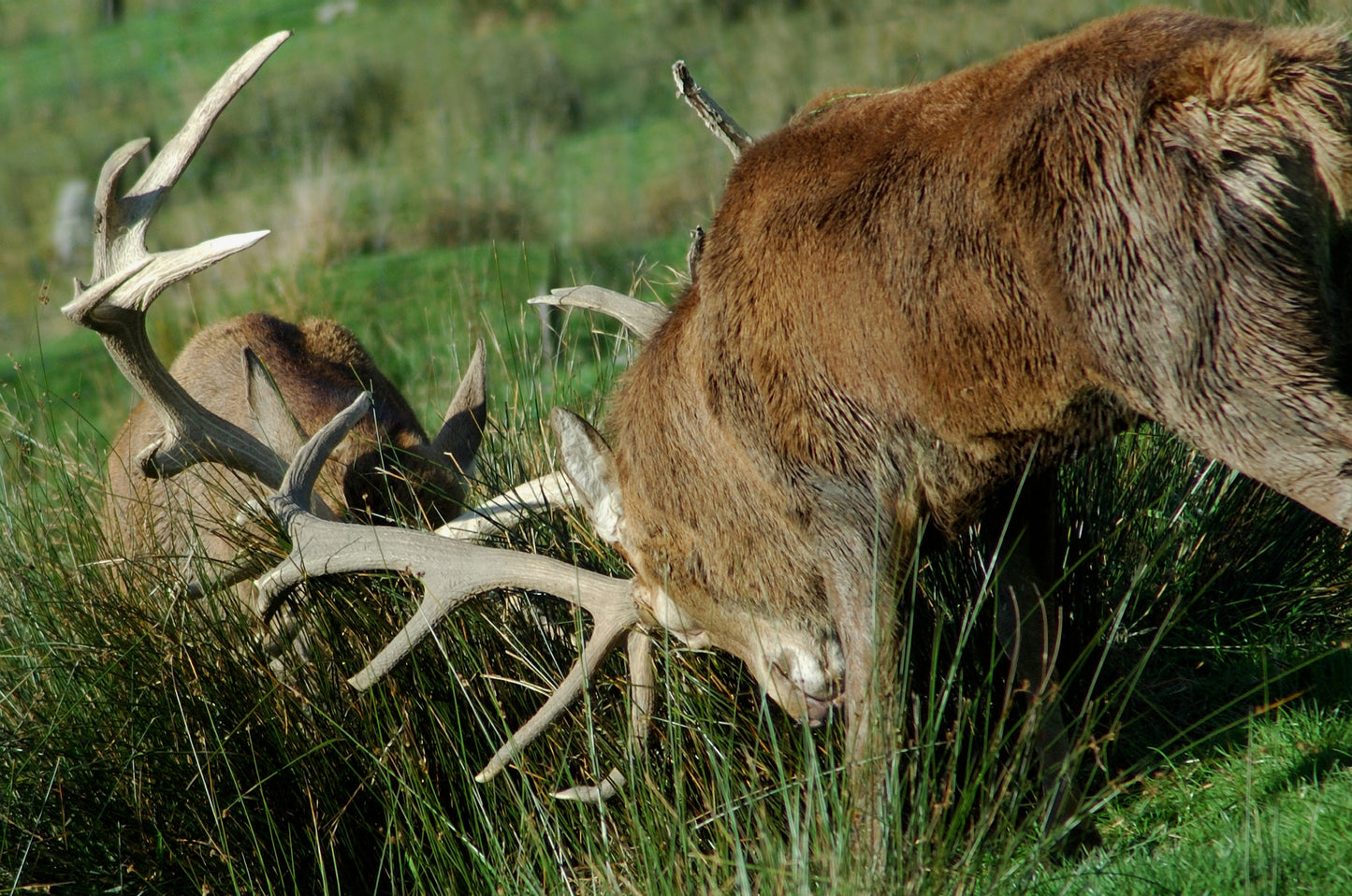 NZ Red Stag Hunt (just $300 locks in your 2026 reservation)