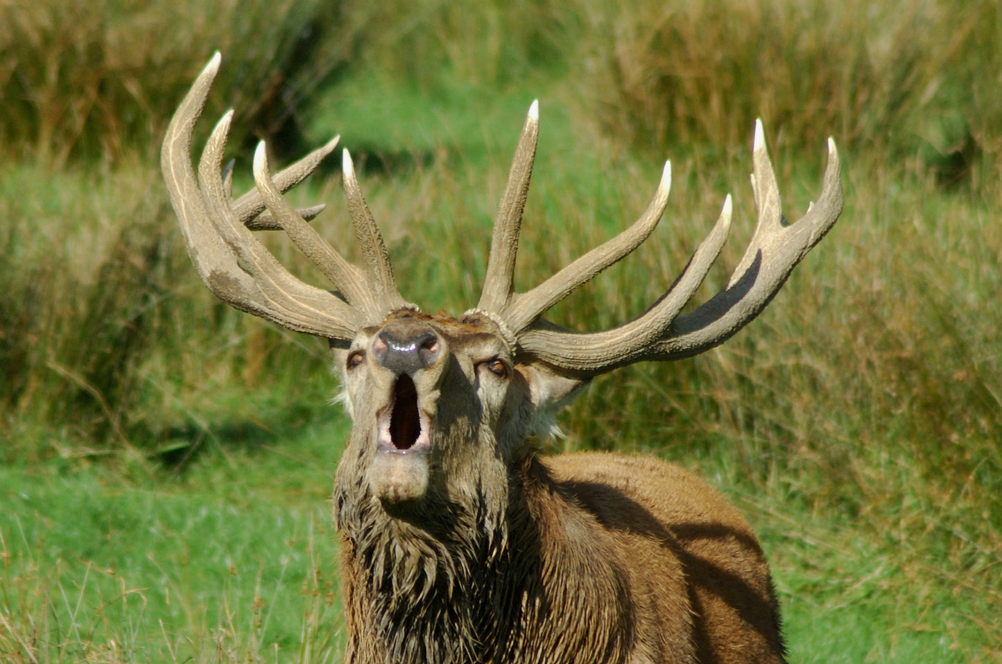 NZ Red Stag Hunt (just $300 locks in your 2026 reservation)