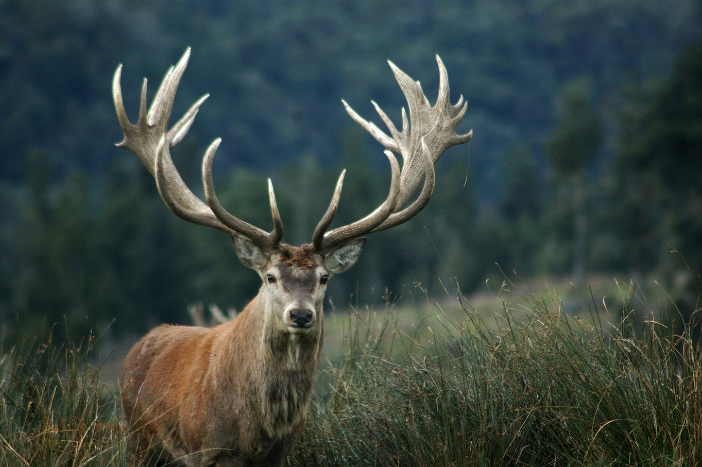 NZ Red Stag Hunt (just $300 locks in your 2026 reservation)