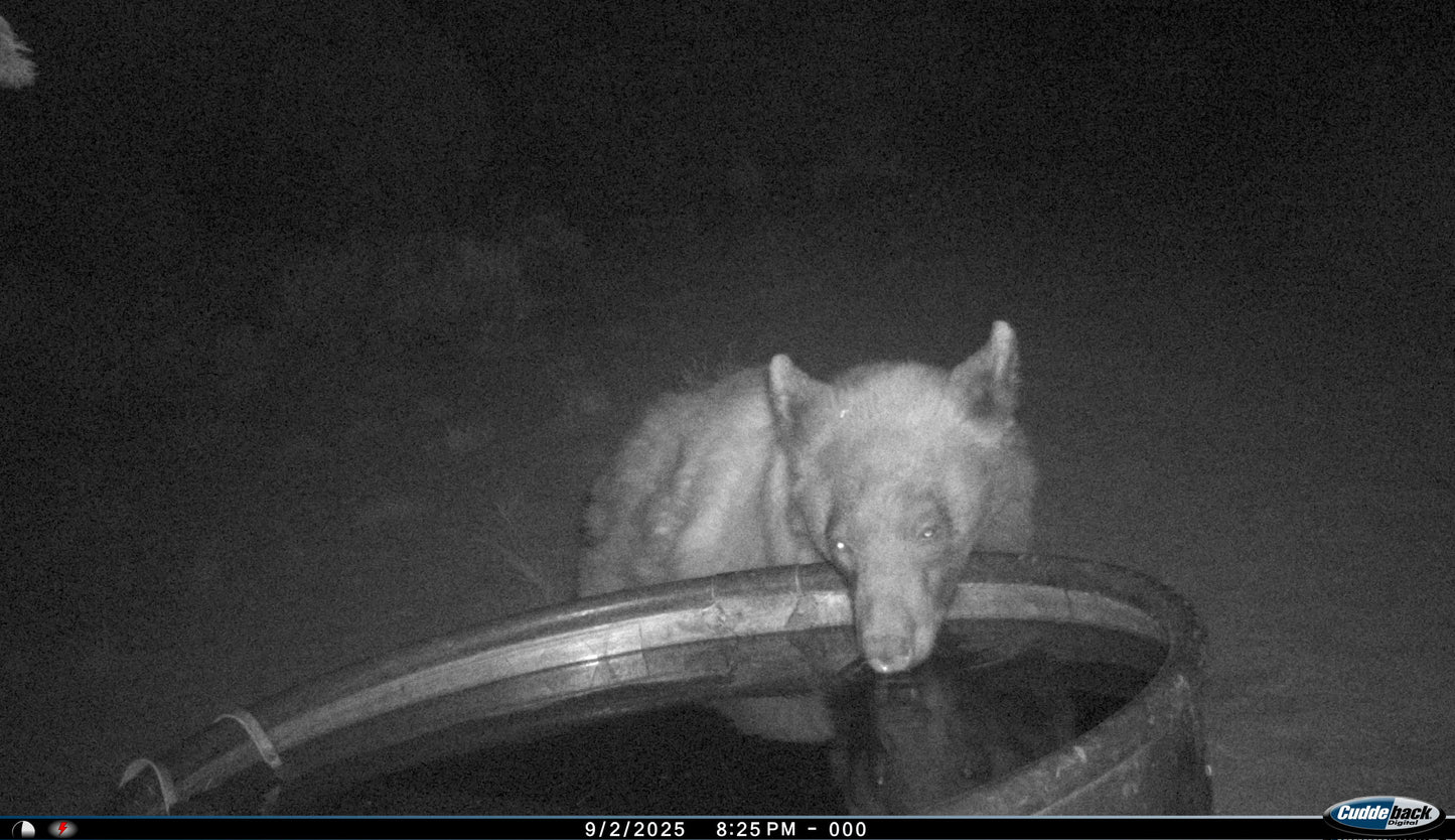 Black Bear Hunt for 2