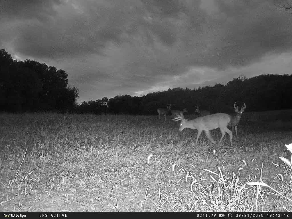 Outdoorsman Missouri Whitetail Deer Farms