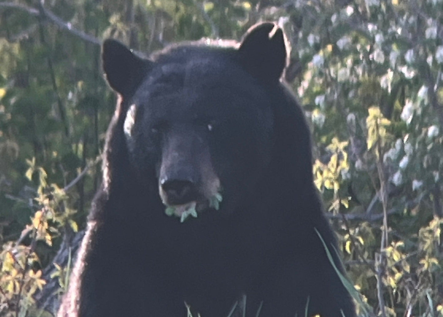 CO Elk, Mule Deer & Black Bear Hunt for 2