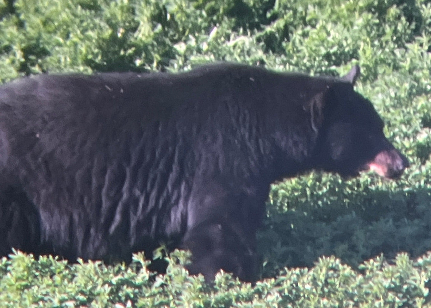 CO Elk, Mule Deer & Black Bear Hunt for 2