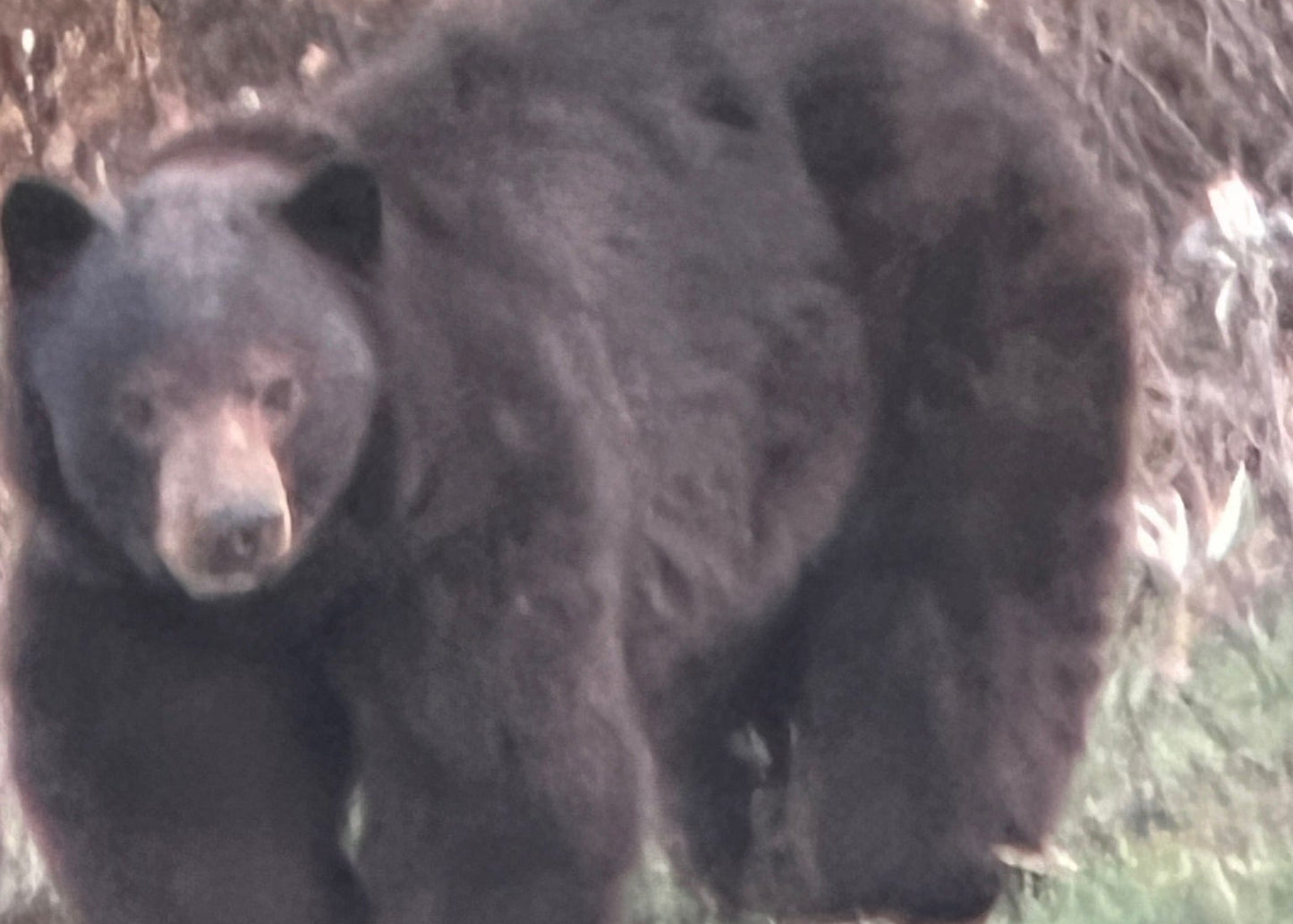 CO Elk, Mule Deer & Black Bear Hunt for 2