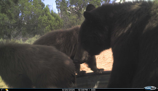 Black Bear Hunt for 2