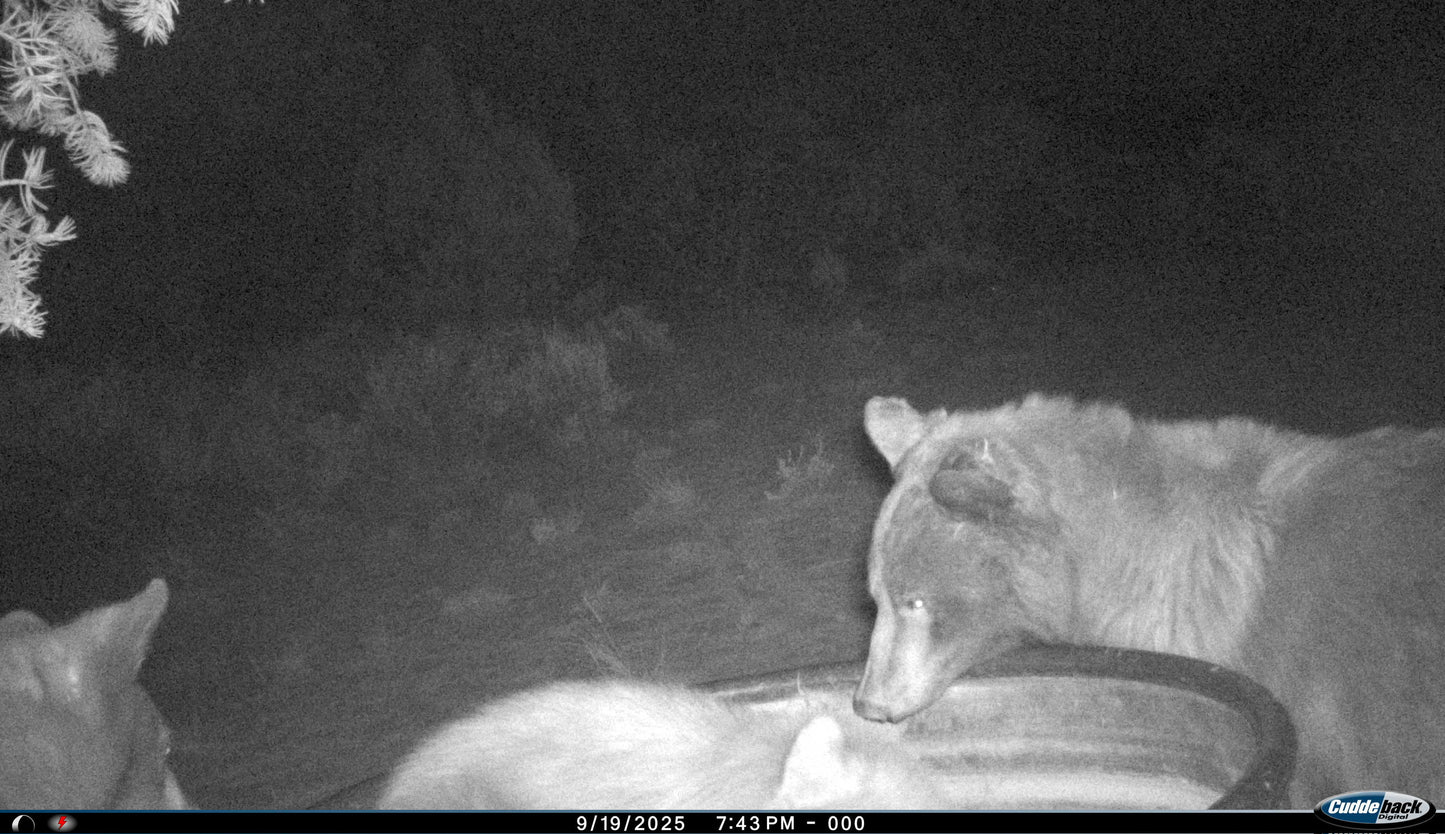 Black Bear Hunt for 2