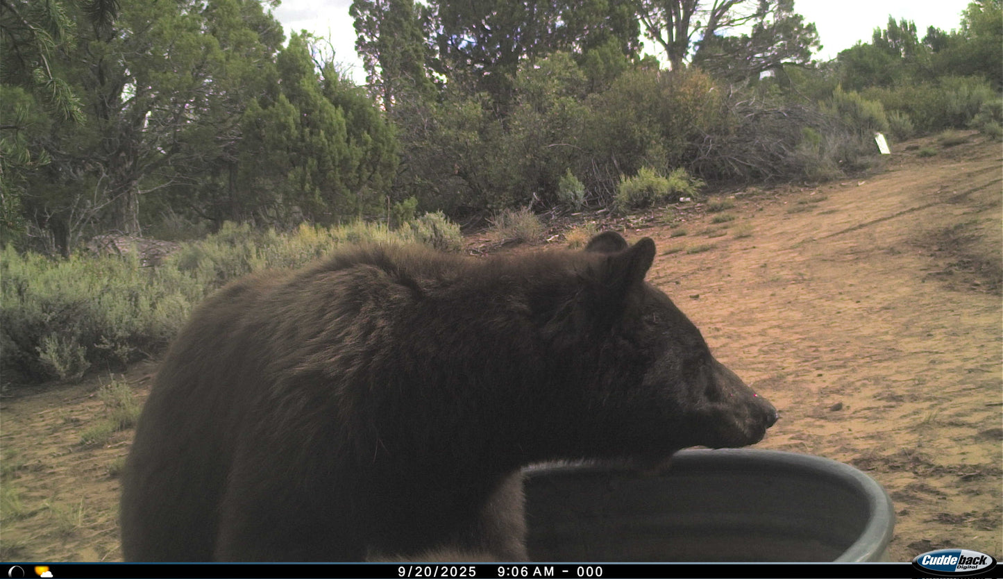 Black Bear Hunt for 2