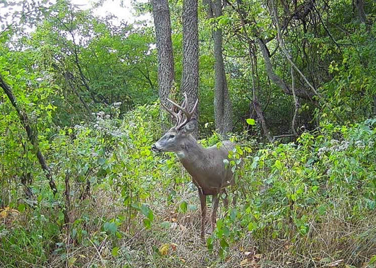 Outdoorsman Missouri Whitetail Deer Farms