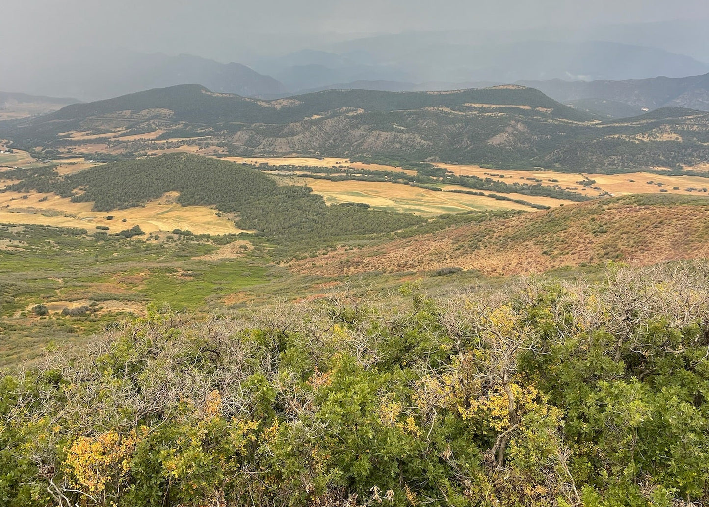 CO Elk, Mule Deer & Black Bear Hunt for 2
