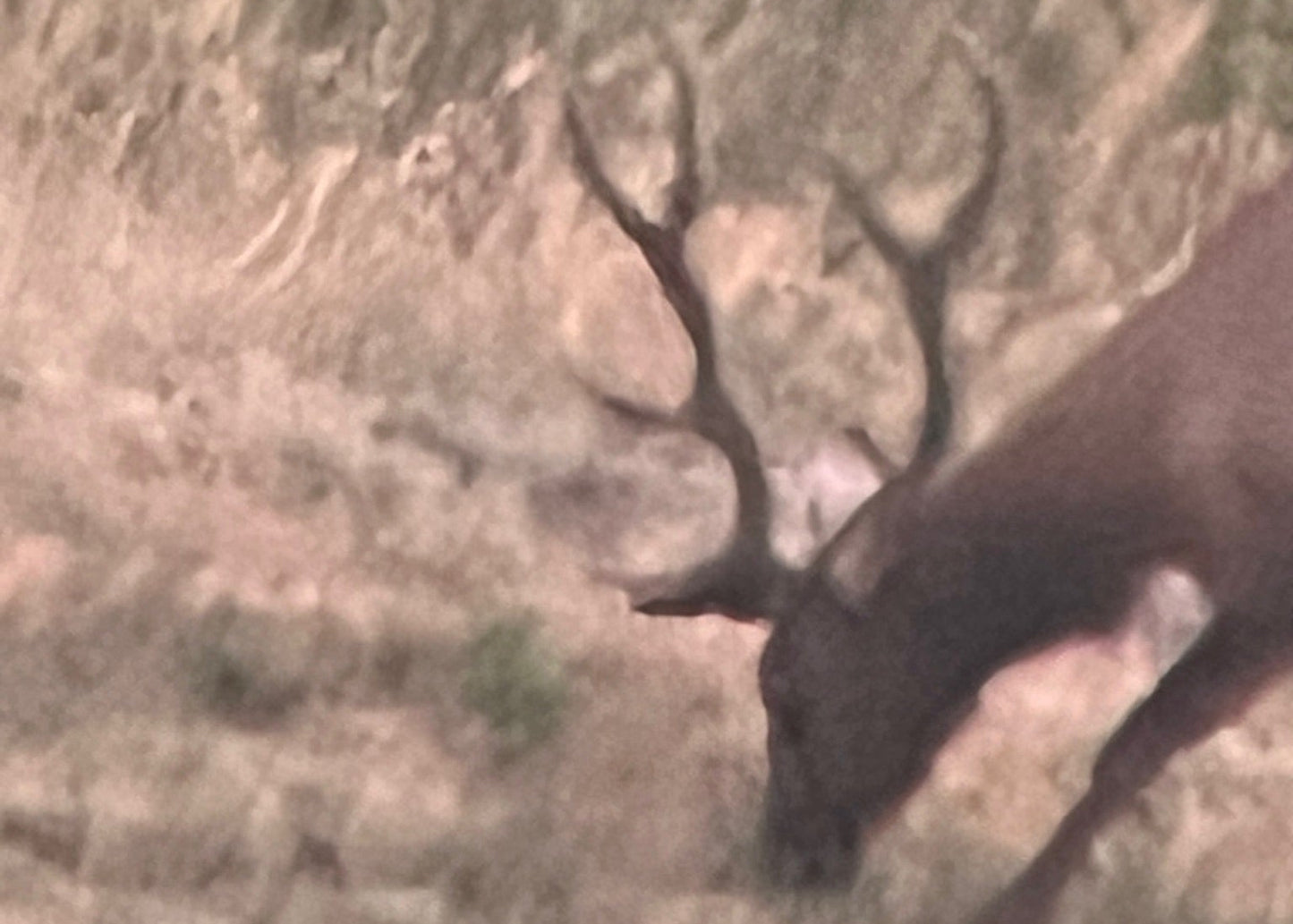 CO Elk, Mule Deer & Black Bear Hunt for 2