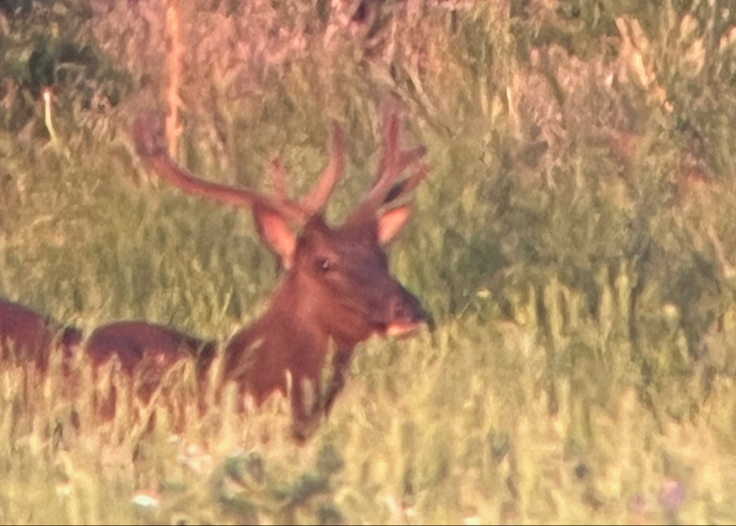 CO Elk, Mule Deer & Black Bear Hunt for 2
