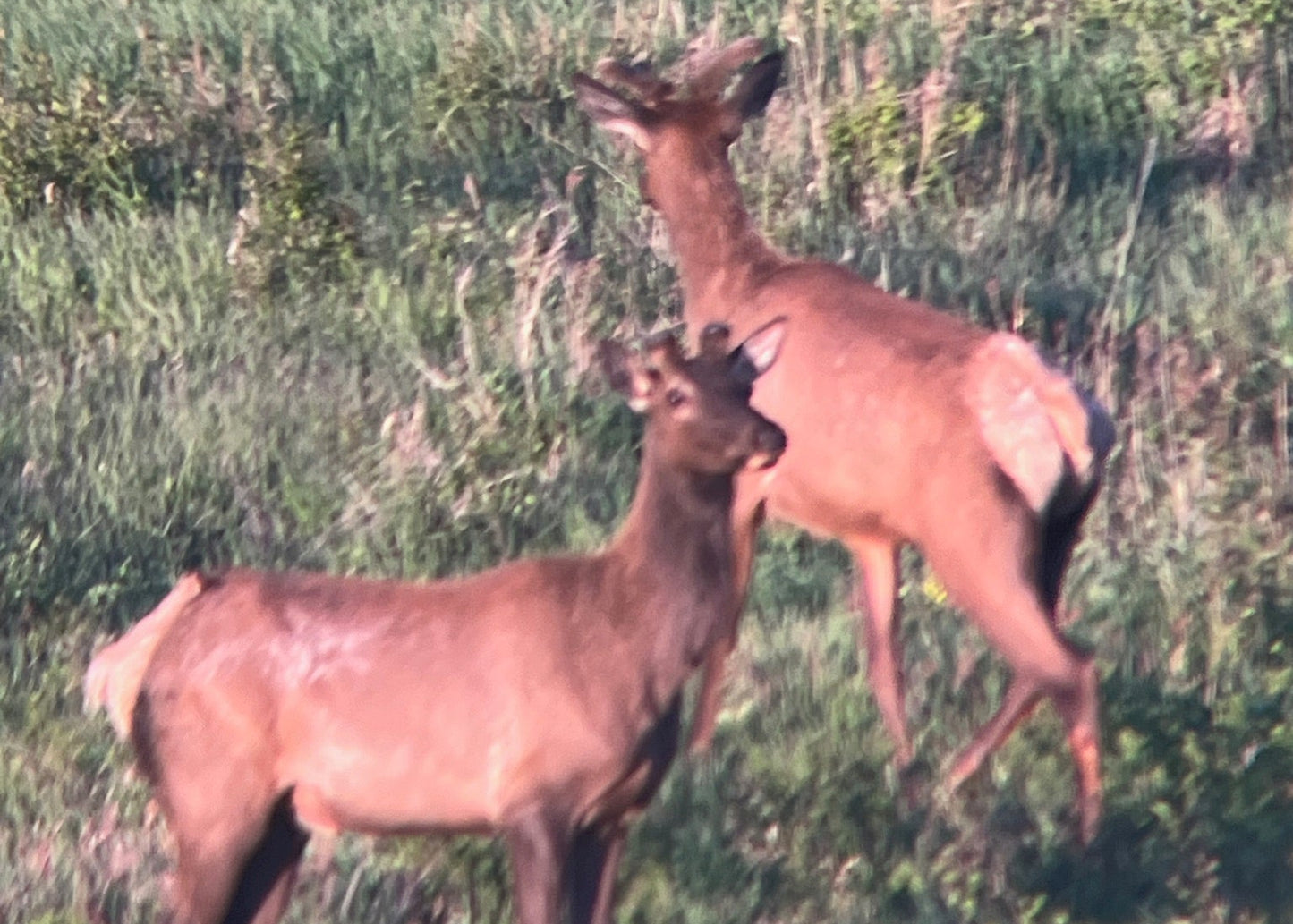 CO Elk, Mule Deer & Black Bear Hunt for 2