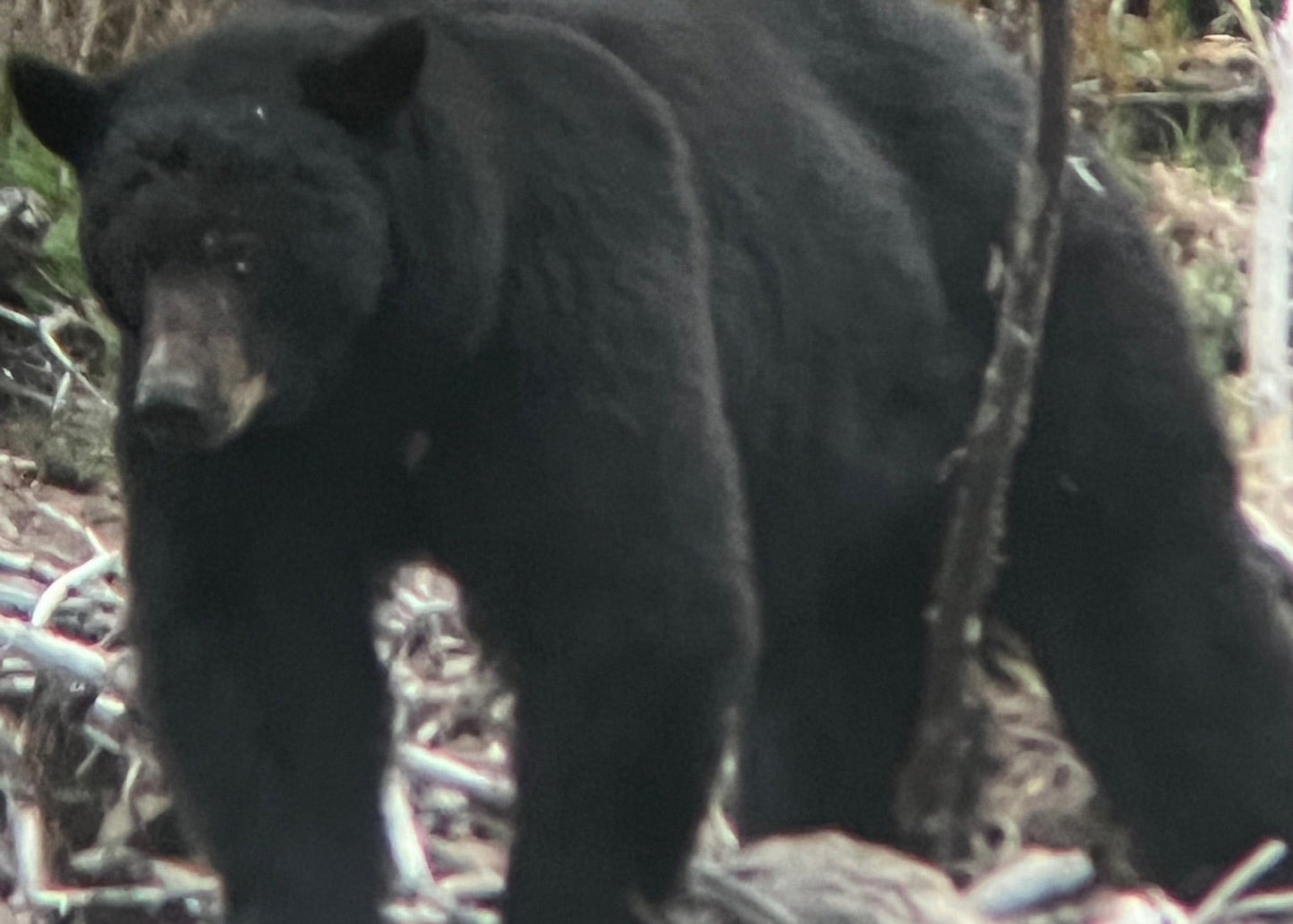 CO Elk, Mule Deer & Black Bear Hunt for 2
