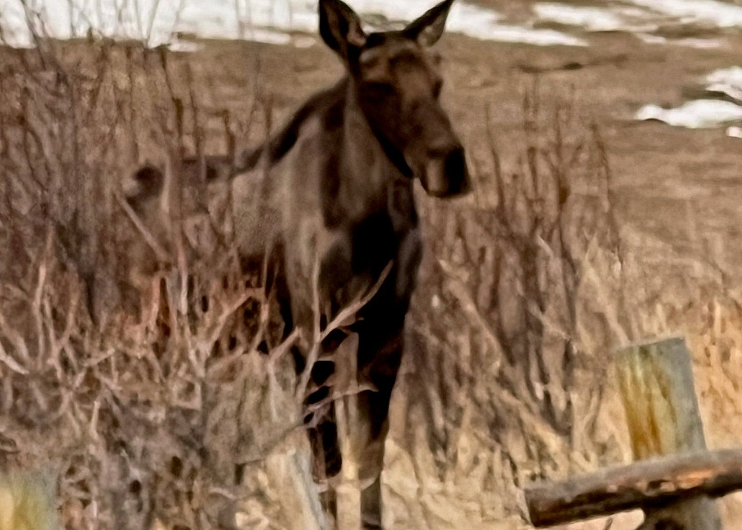 CO Elk, Mule Deer & Black Bear Hunt for 2