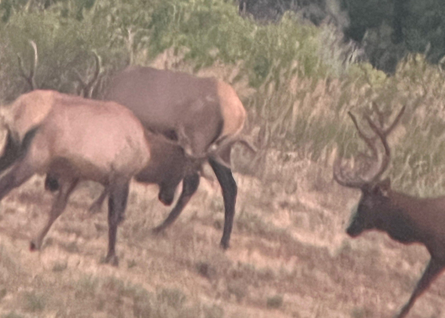 CO Elk, Mule Deer & Black Bear Hunt for 2