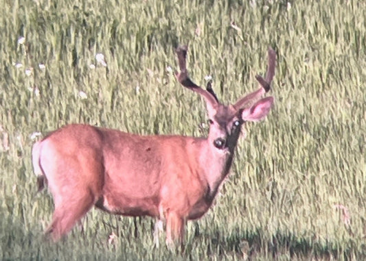 CO Elk, Mule Deer & Black Bear Hunt for 2