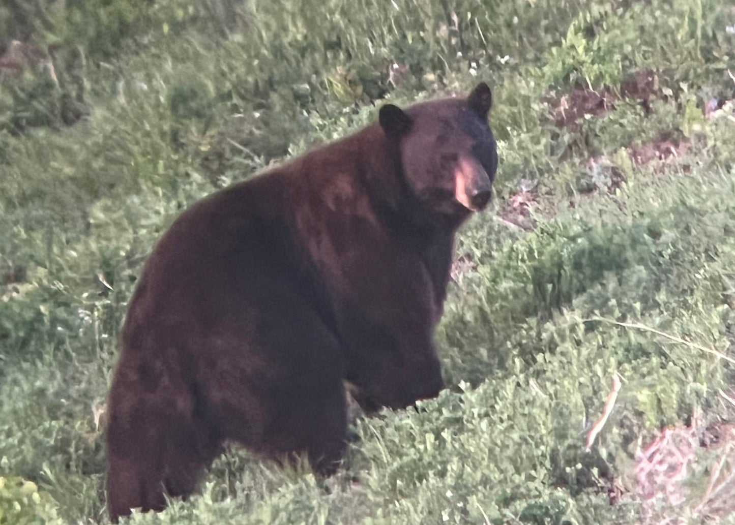 CO Elk, Mule Deer & Black Bear Hunt for 2