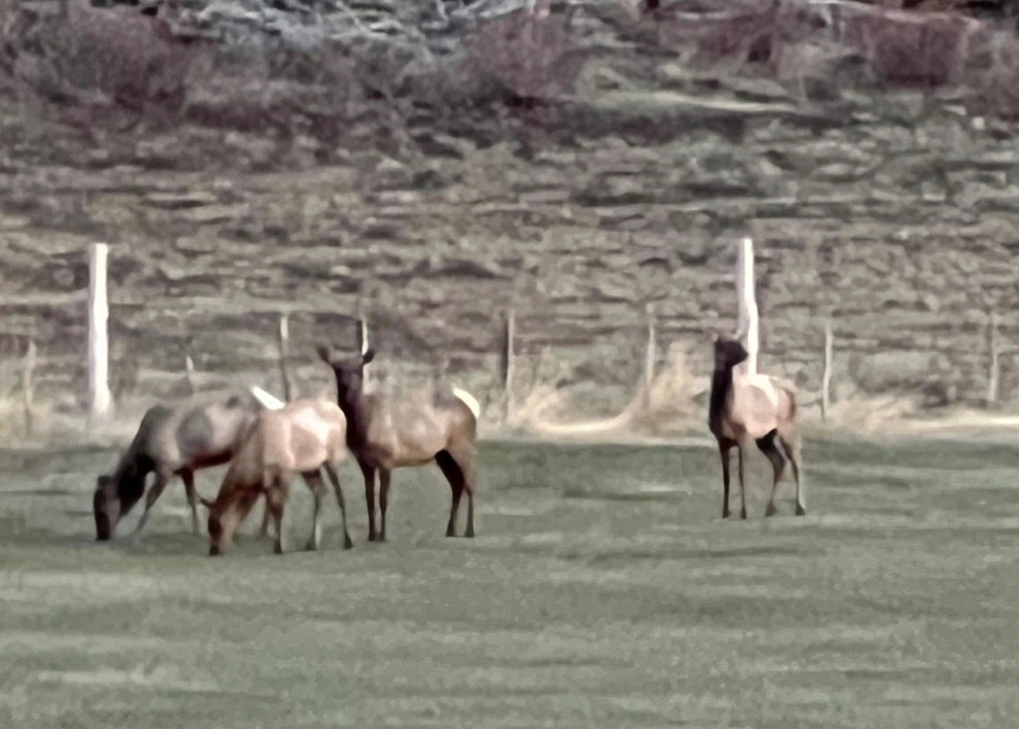 CO Elk, Mule Deer & Black Bear Hunt for 2